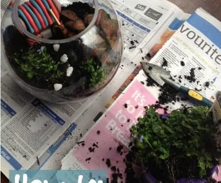 How To Make a Fairytale Terrarium