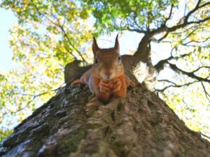 Brown Squirrel hanging on a tree