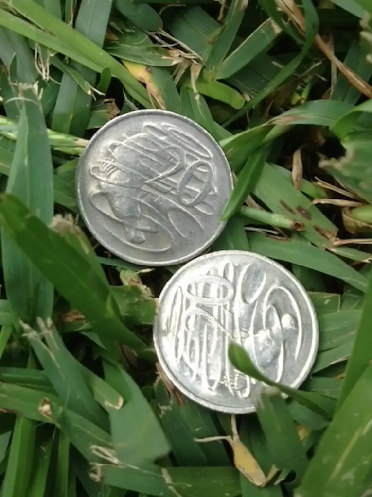 Coins on the Grass